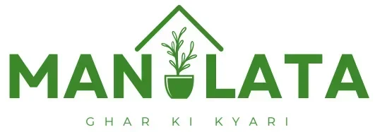 Manolata – Ghar Ki Kyari l Online Plant Nursery